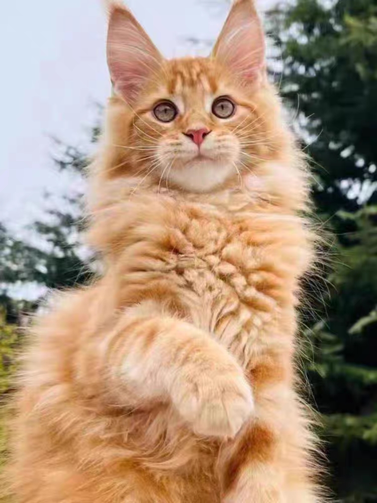 猫舍直销,批发价出售,缅因猫